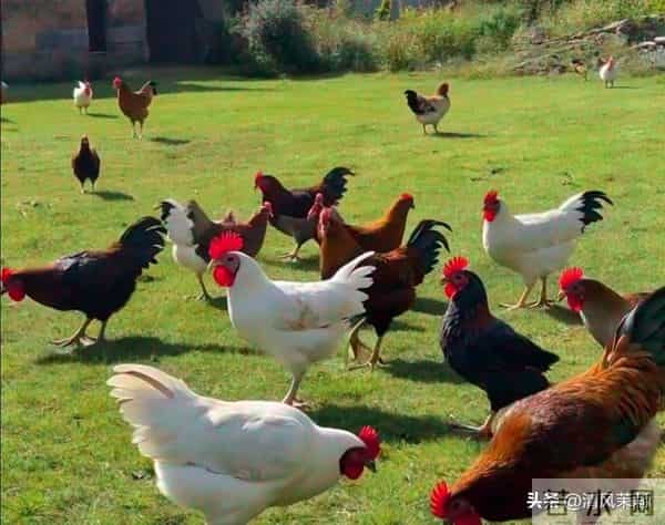 属鸡的记好！2026抓住3喜，婚姻事业节节高