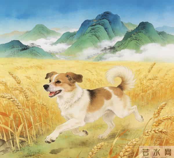 家里有58年属狗，请一定告诉TA：您不是在变老，而是在变“顺”！