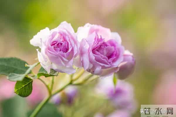 两性揭秘：为什么晚年夫妻越恩爱，越容易有这三种难言之隐