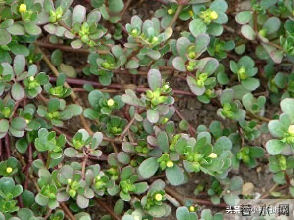 夫妻吵完架后,妻子一夜没睡,给丈夫发了一段话,看哭了多数人