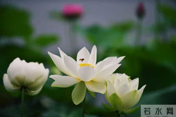 做人，一旦有这些智慧，说明你段位贼高！