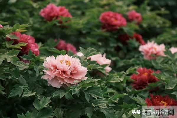 两性关系：两性相处中，最舒适的语句基于尊重、共情和真诚