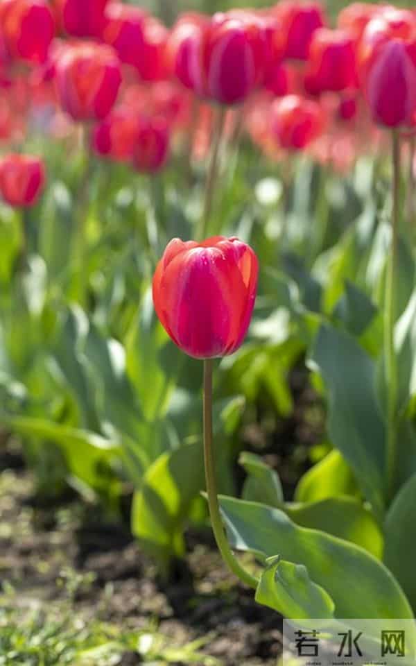 面对爱而不得的人，最好的方式，其实就一个字