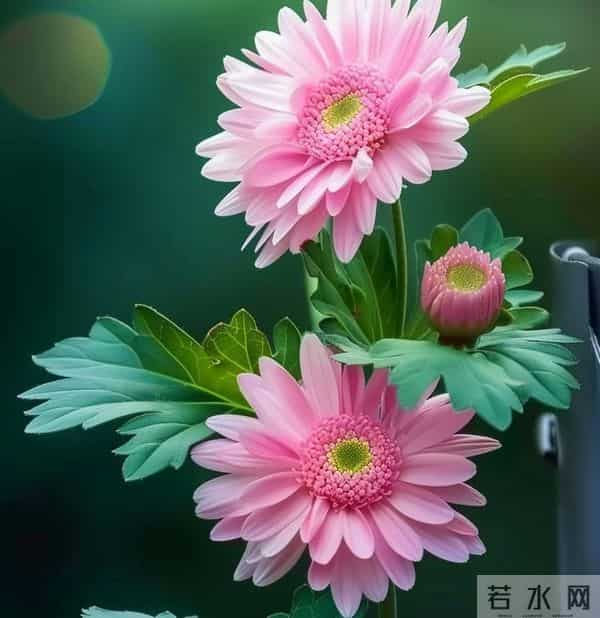 我认定你了，今生不会再改了