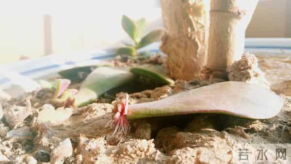 今年最后二十一天，好运开挂！ 这些星座财富积累加速，余额暴涨