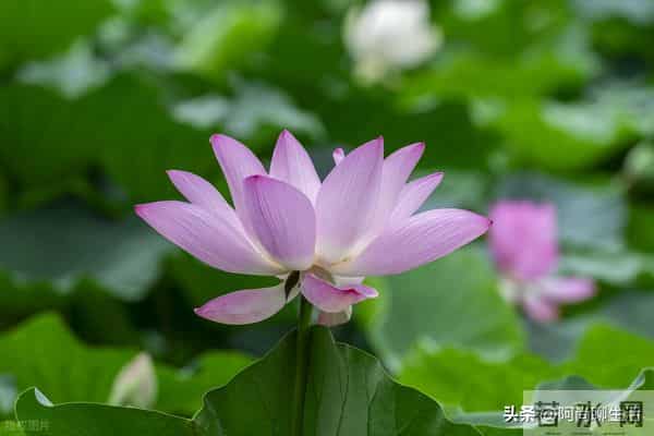 兄弟姐妹翻脸后，老大一定要主动低头认错和解，不然后悔终身！