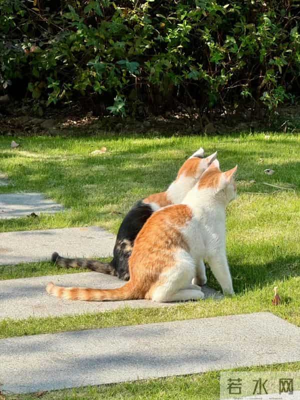 心语 人生没有标准答案，但有“最好的”当下