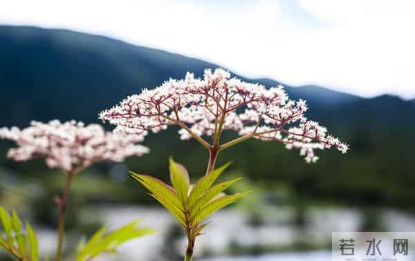 做人，一旦有这些智慧，说明你段位贼高！
