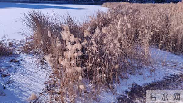 散文- 入冬的第一场雪