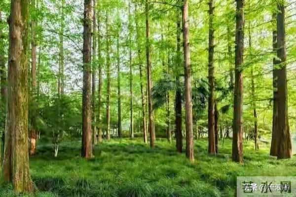 七十岁后，一定要坚持低欲！记住12句口诀，福气自然来