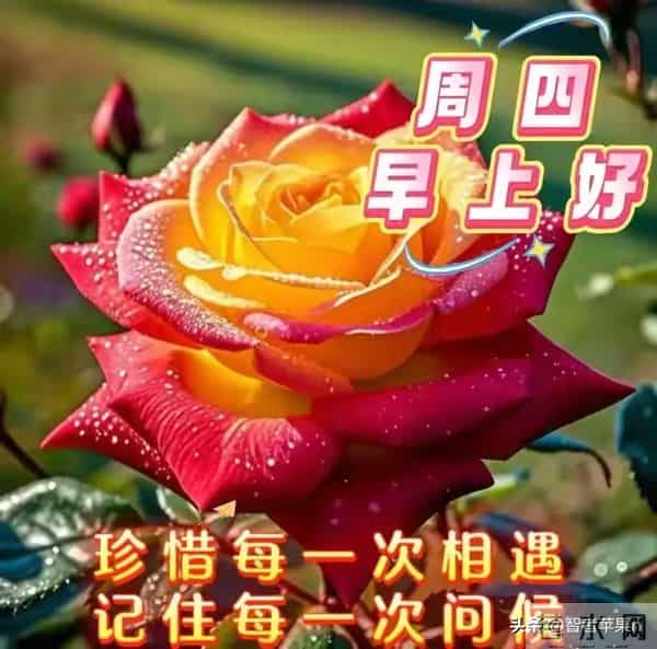 2025年12月11日早安问候：用温度融化冬日的寒