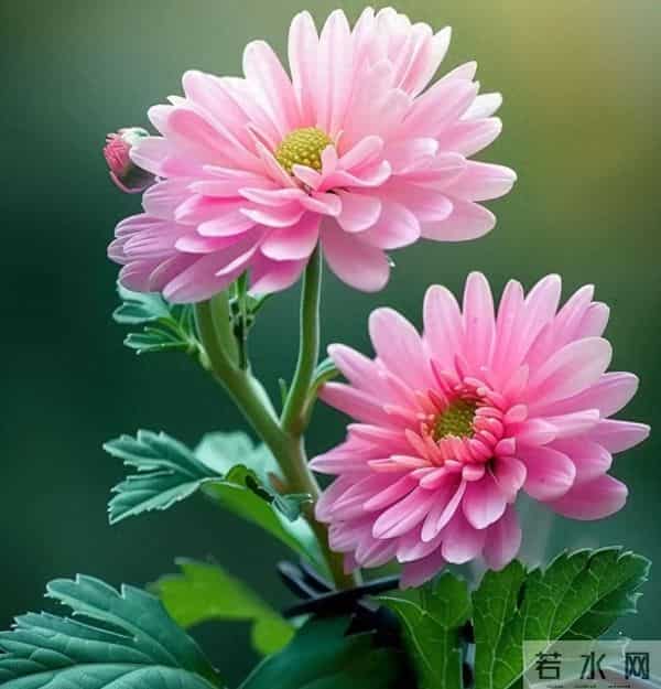 我认定你了，今生不会再改了