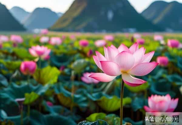 两性揭秘：为什么晚年夫妻越恩爱，越容易有这三种难言之隐