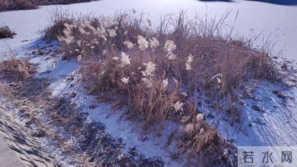 散文- 入冬的第一场雪