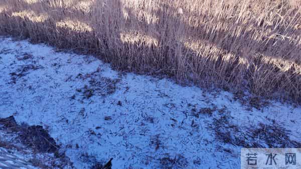 散文- 入冬的第一场雪