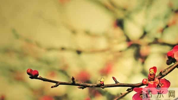 12月11日今日星座，摩羯座