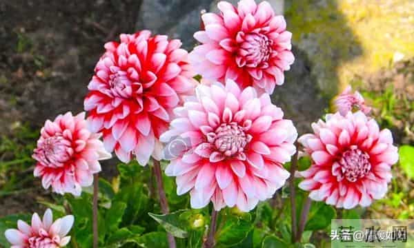 两性交往，这些“肉麻话”，女人很爱听，尤其是过了中年的女人