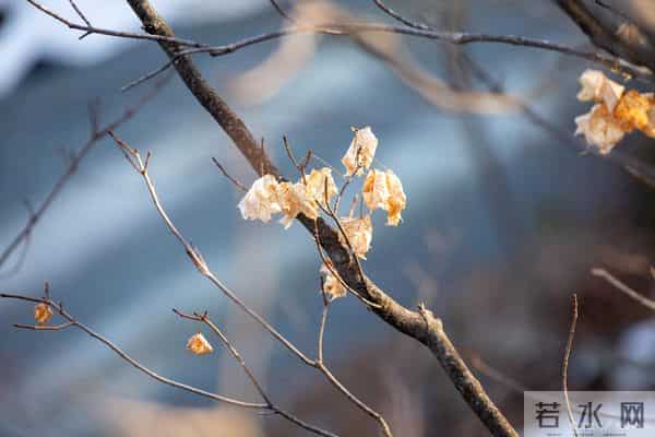 时光浅，冬日浓，岁月正迭新