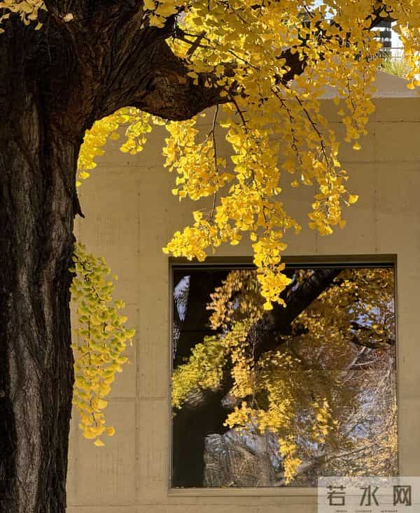 文案｜多像今年没藏住的情绪