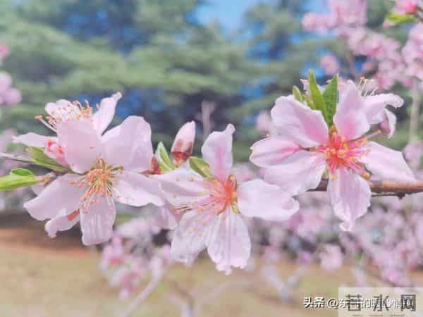 女人对你动了情，藏不住的4个小动作，哪怕只碰到1个，她已上隐