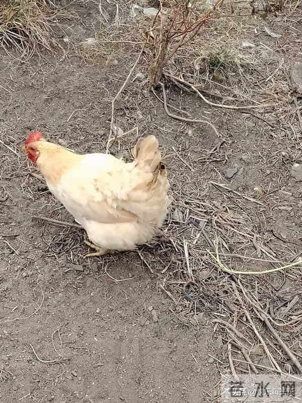 邻居争半天，非说我家的老母鸡是她的。婆婆一句话，让她心服口服