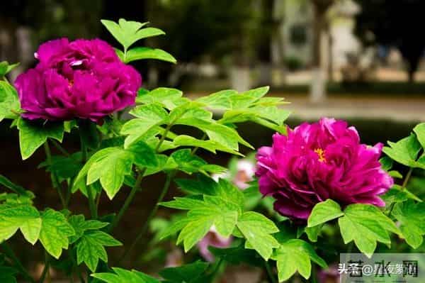 52岁保姆再婚第一晚崩溃：中年爱情，哪有那么多浪漫