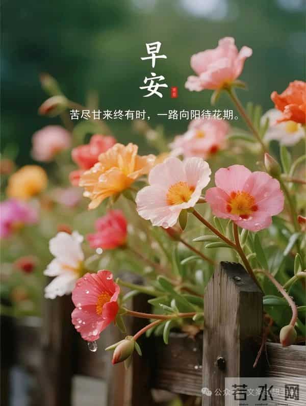 早安美图分享：愿你好运常在，所遇之事皆可化解