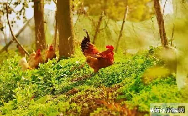 七十岁后最好的活法：记住这10句，晚年越过越舒坦