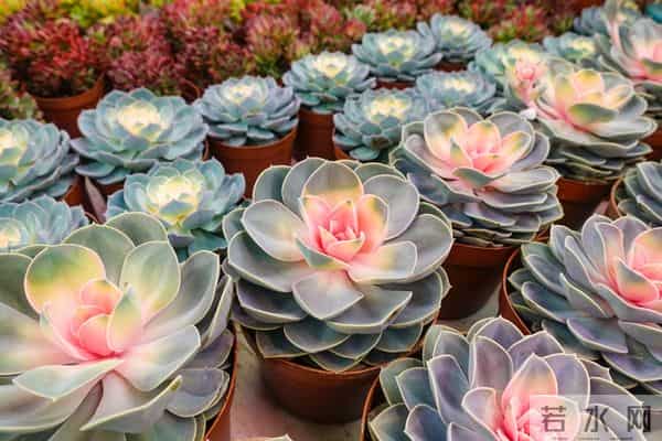 当遇见心头蜜糖宝贝，大声勇敢说爱，不负卿来不负己，让人间值得