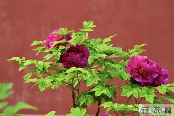 52岁保姆再婚第一晚崩溃：中年爱情，哪有那么多浪漫