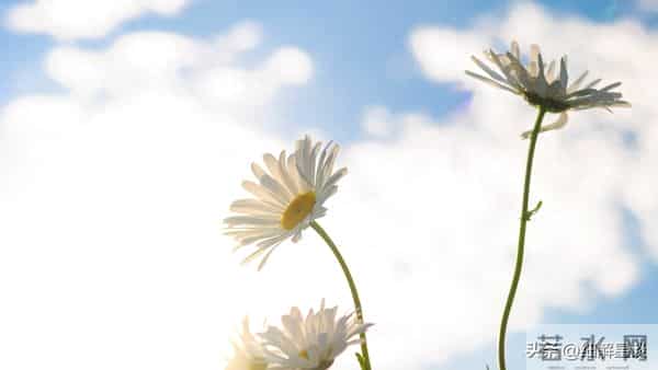 第二名：狮子座，12月12号，接下来19天，就要喜从天降！