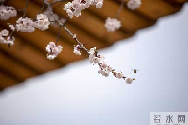 时光浅，冬日浓，岁月正迭新