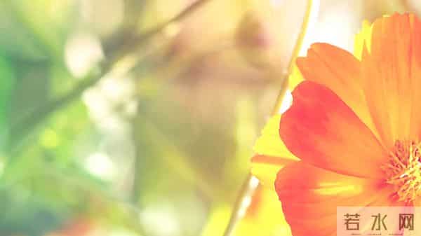 生肖猴，计划不如变化快，，12月11日，未来4天，喜从天降！