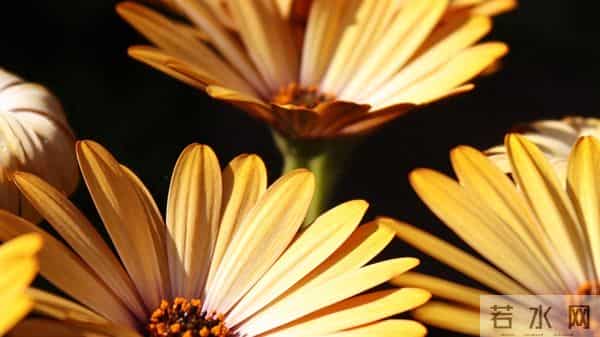 摩羯座，人算不如天算，12月11日至12月17号下周星座运势