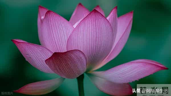 兄弟姐妹翻脸后，老大一定要主动低头认错和解，不然后悔终身！