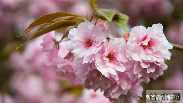 第三名：处女座，12月11号，接下来18天，就要喜从天降！