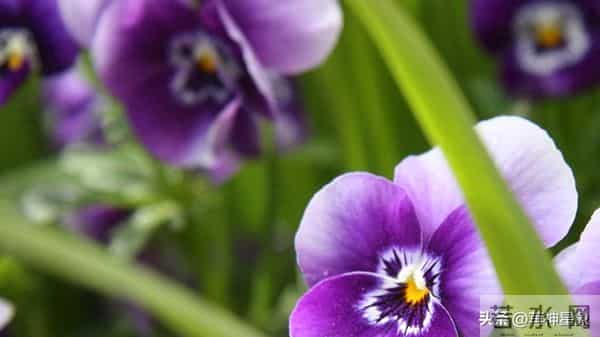 12月11日，寅虎，未来10日，会有事即将发生！