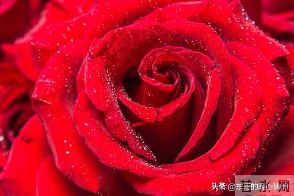 一个男人写给灵魂知己的深情告白，无数人直呼共鸣！