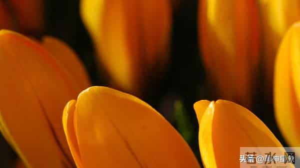 12月11日，星期四，射手座，就要惊喜降临！