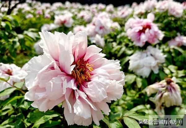 两性关系：两性相处中，最舒适的语句基于尊重、共情和真诚