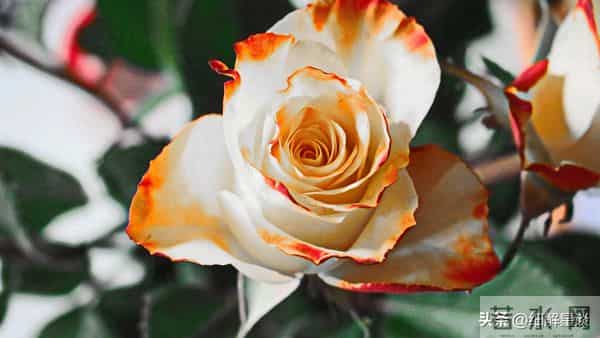 第二名：摩羯座，12月11号，接下来10天，得跟你说句大实在话！