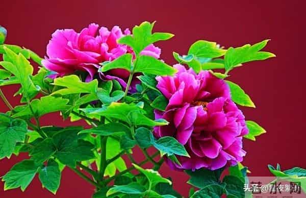 52岁保姆再婚第一晚崩溃：中年爱情，哪有那么多浪漫