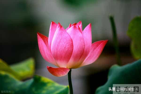 兄弟姐妹翻脸后，老大一定要主动低头认错和解，不然后悔终身！