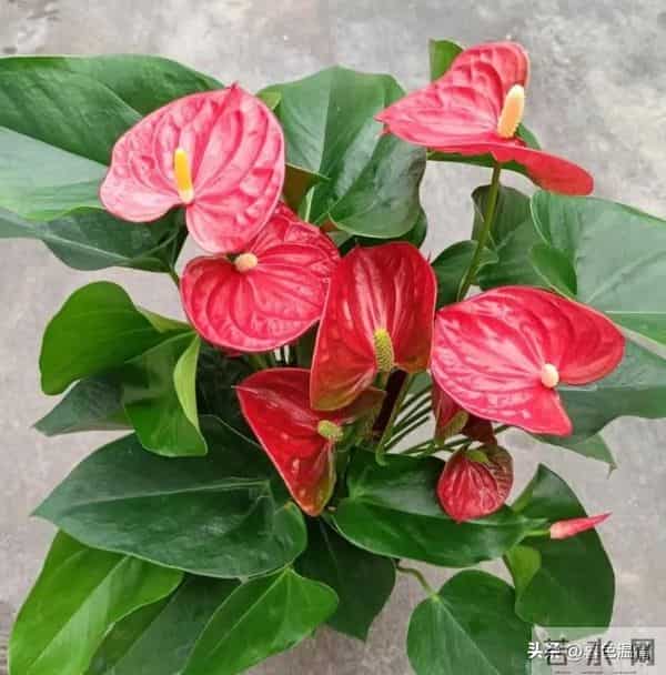 看一个女人有没有福报，不是看脸，而是看她身上有没有这五个特征