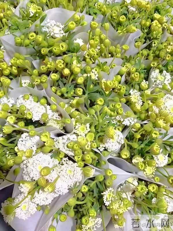 20种花店常见花材图片分享，有你喜欢的吗？