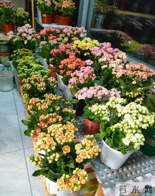 南京一大姐"太会养长寿花"走红,盆盆开成"大花球"秘诀全在这
