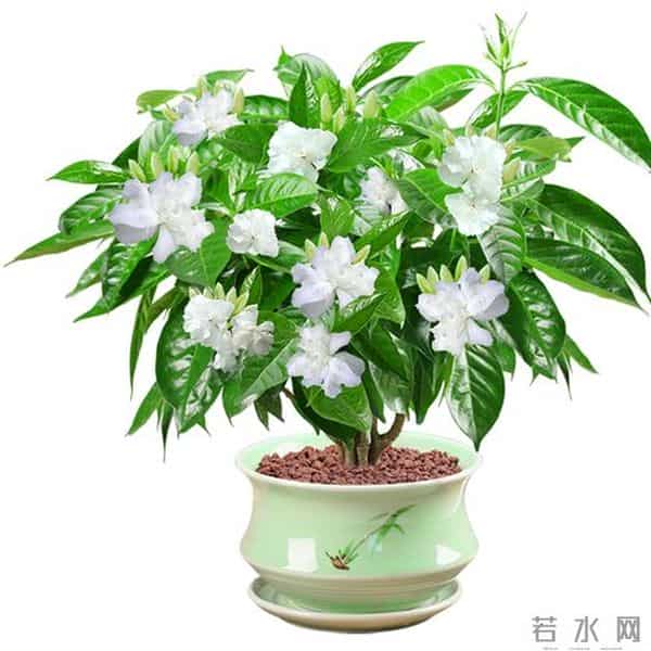 紫罗兰、勿忘我、丁香，3种香花美人，开花自带香，种一次香满屋