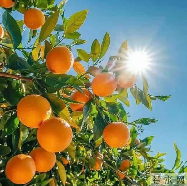 2026永久旺自己的头像