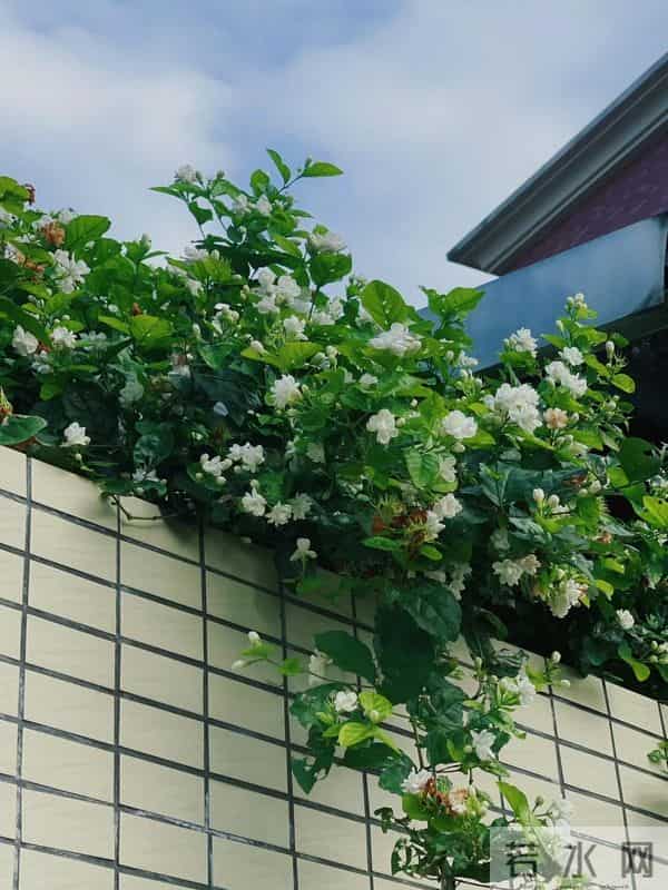 院子再小，也要种这几种花，好看好养又旺宅！