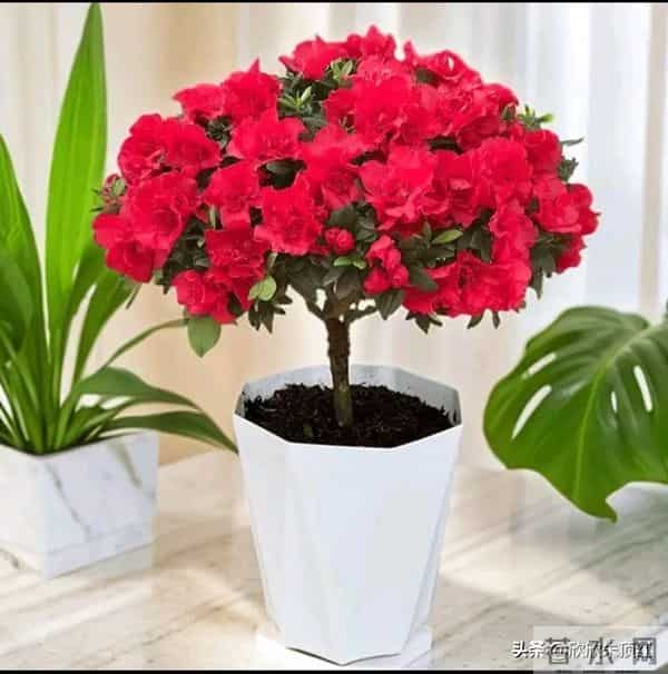 这十种年宵花，花色美，寓意好，富贵吉祥 ，好运连连